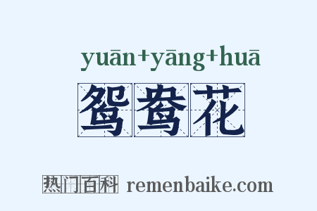 鸳鸯花是什么意思的图片